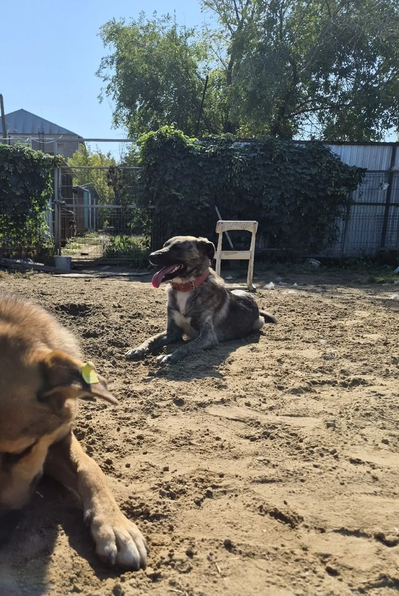 🐶 Спасенная саратовцами собака из «заброшки» выучила команды и полюбила автомобиль