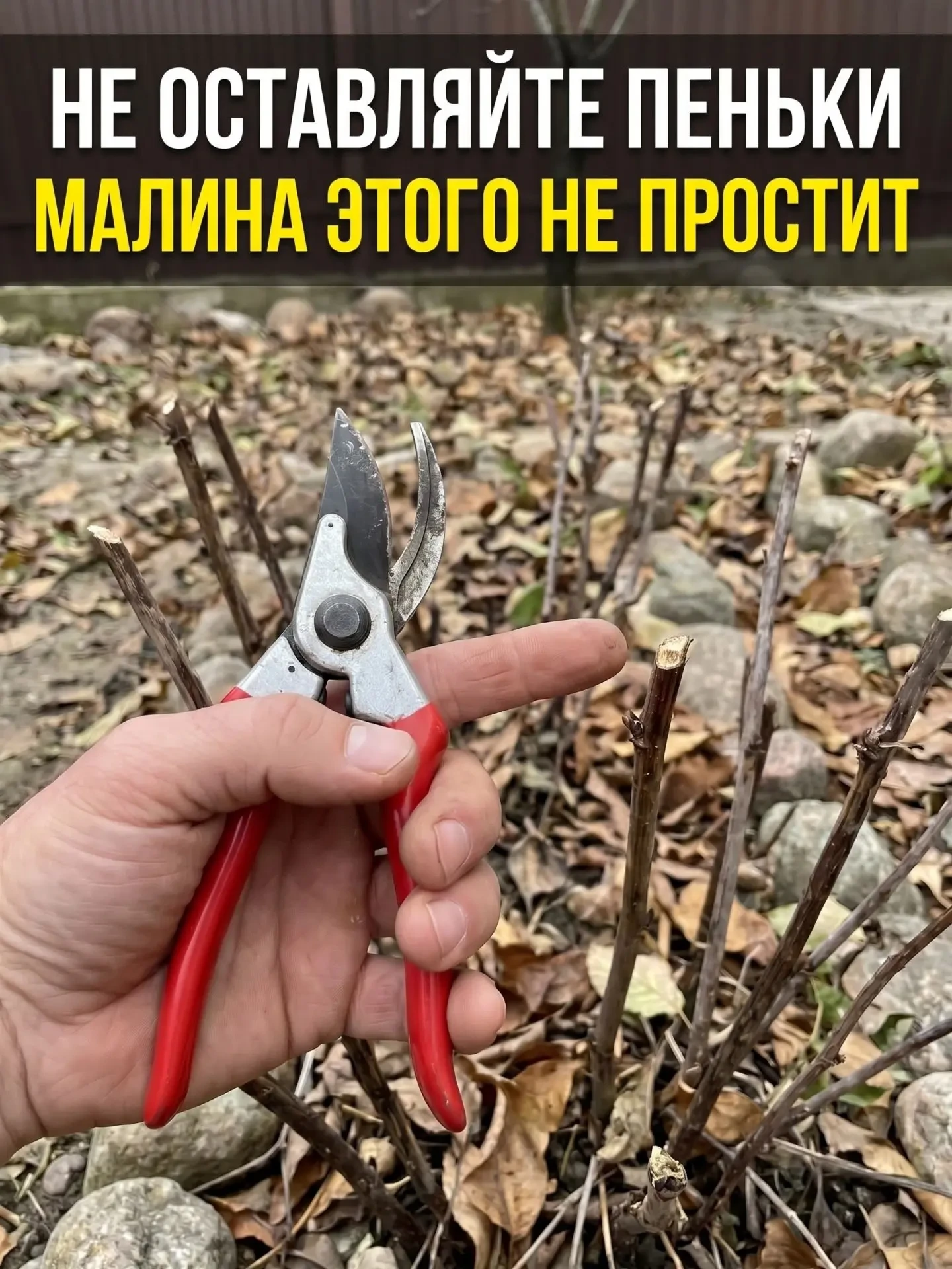 Ремонтантную малину — под корень 🌿