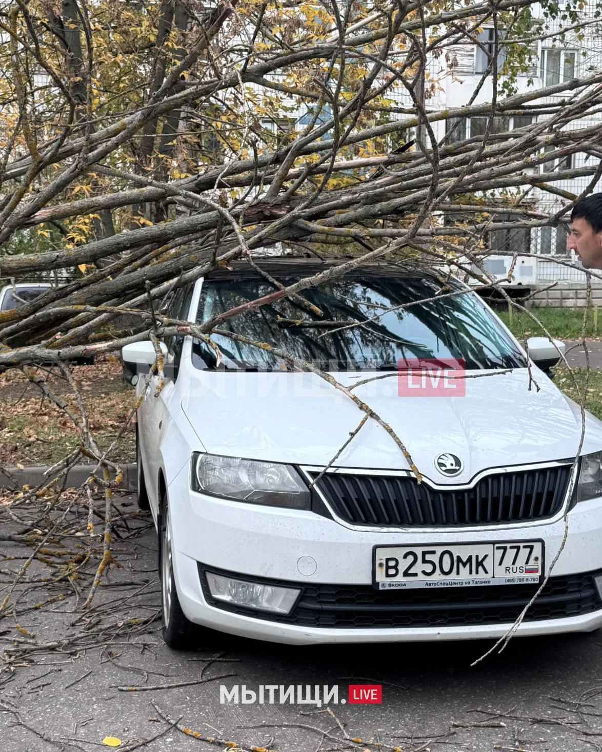 ‼️ ДЕРЕВО РУХНУЛО НА АВТО НА ПАРКОВКЕ