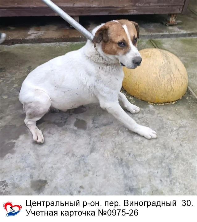 15.10.2026 был отлов собак по адресам: