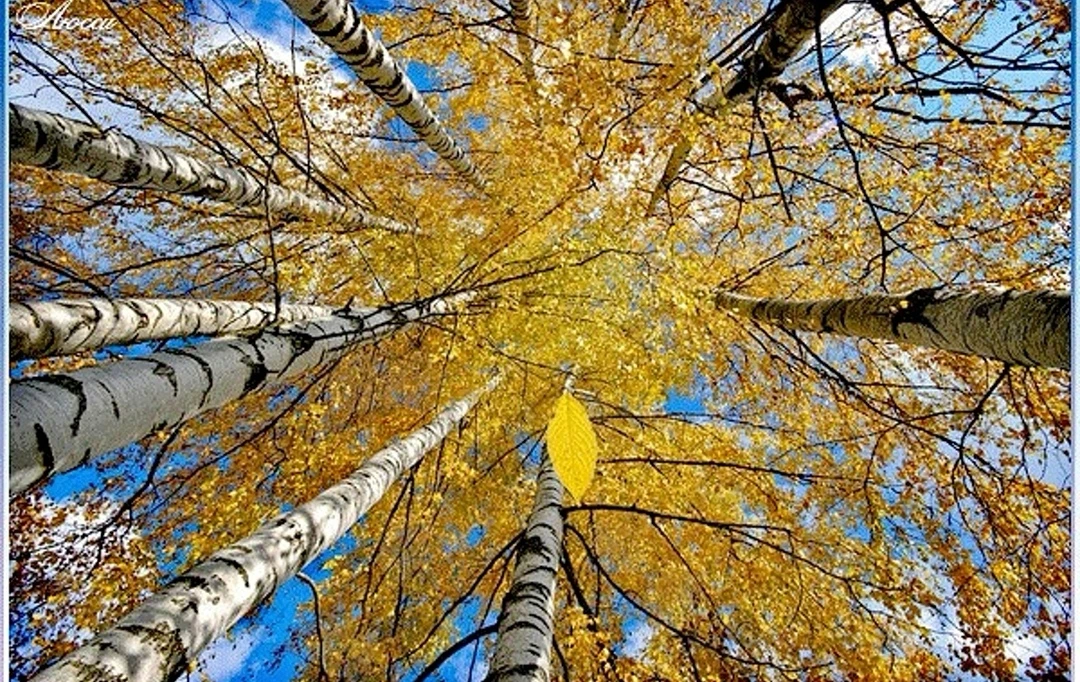 🍂 Берёзы всё ещё в жёлтом наряде