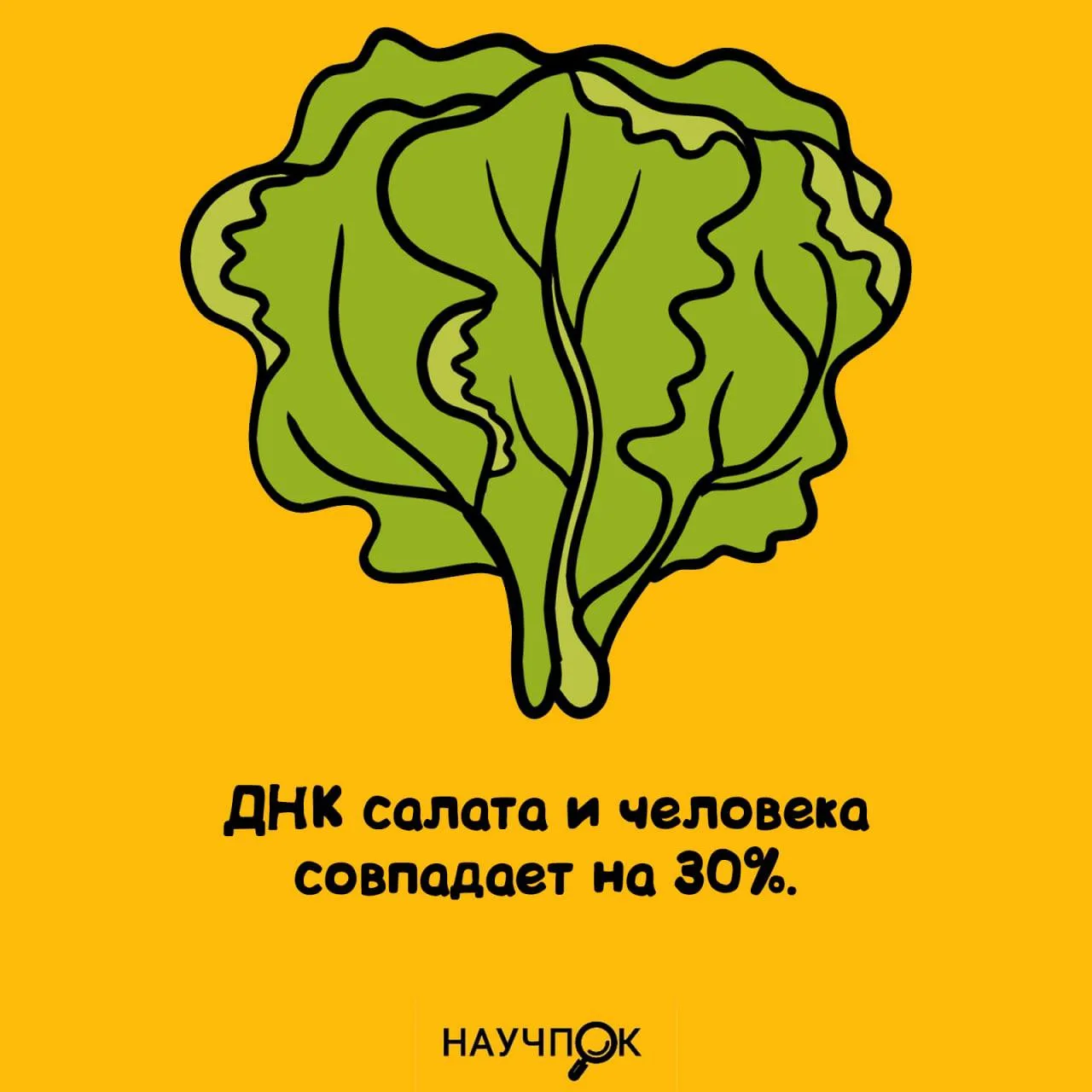 Мы с салатом на 30% родственники 🤣