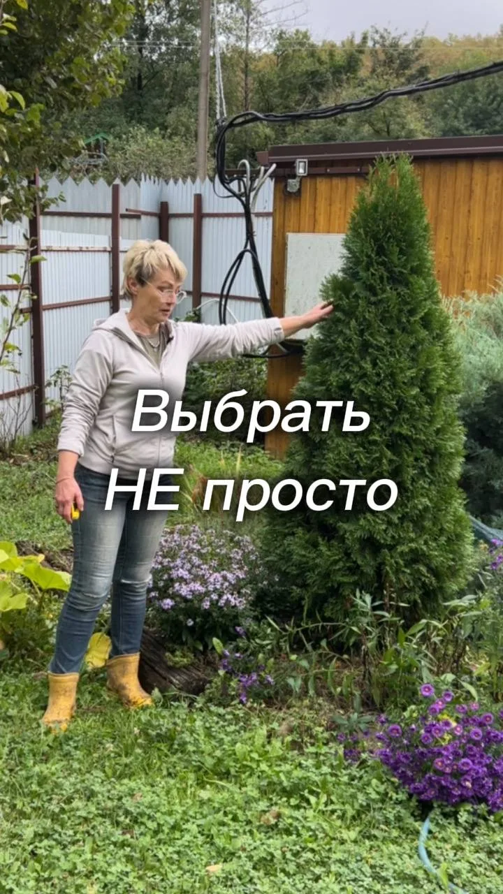 🌿 Туя Биота или Смарагд - в чём разница?