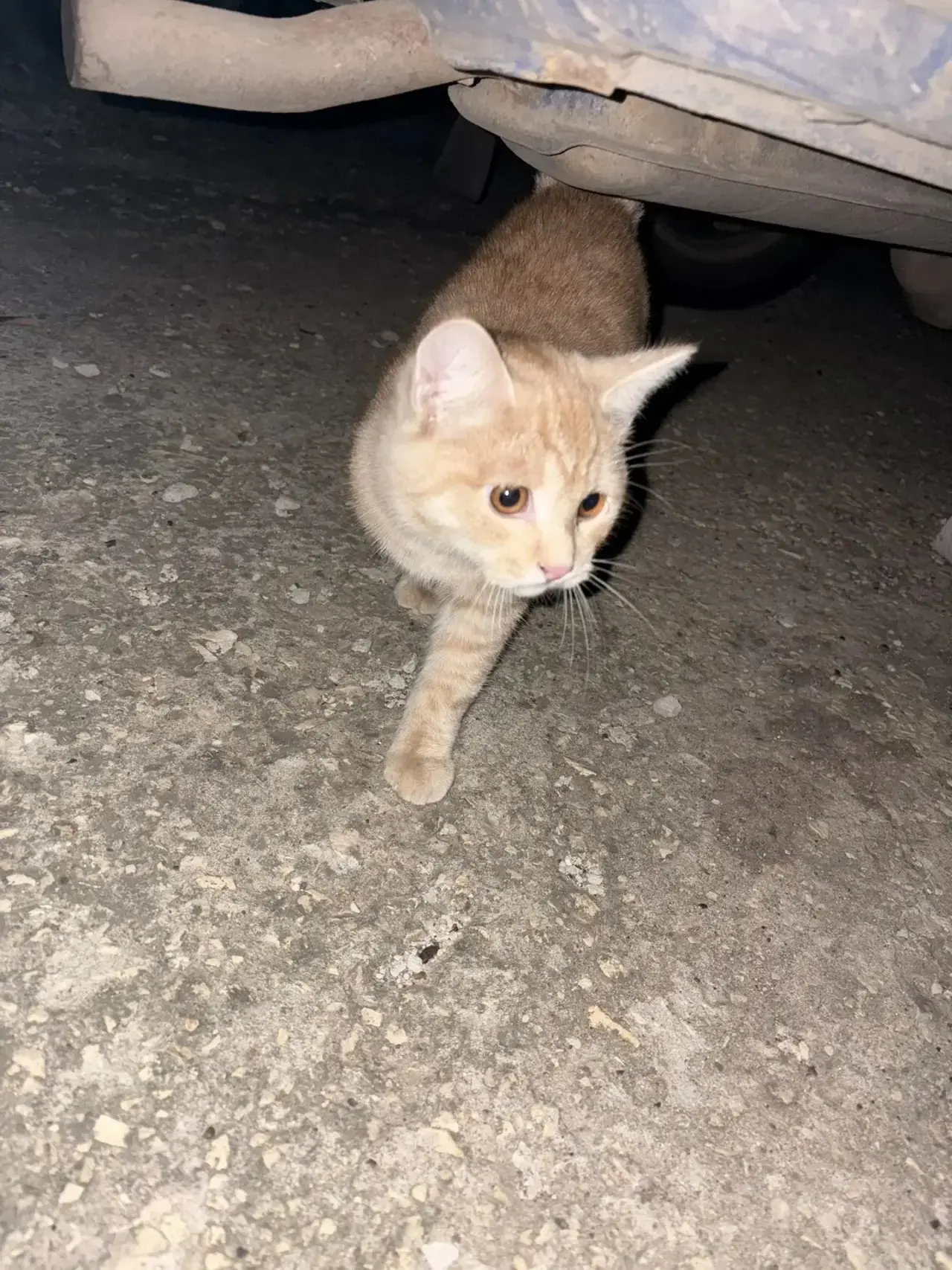 ‼️Чей котик.🐈? Коммунистическая 125 б