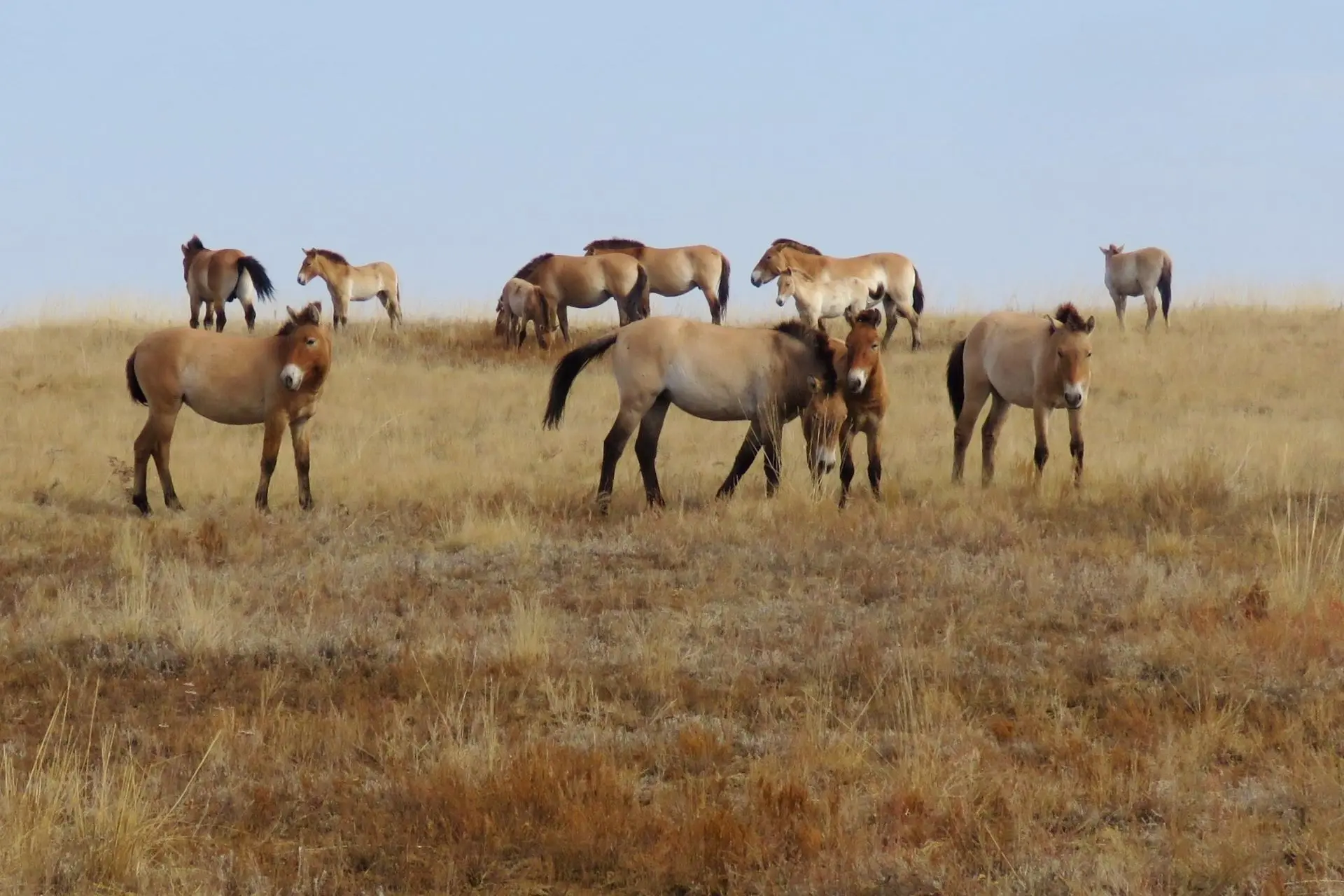 🐎Лошади Пржевальского прощаются до весны: заповедник завершает сезон экскурсий