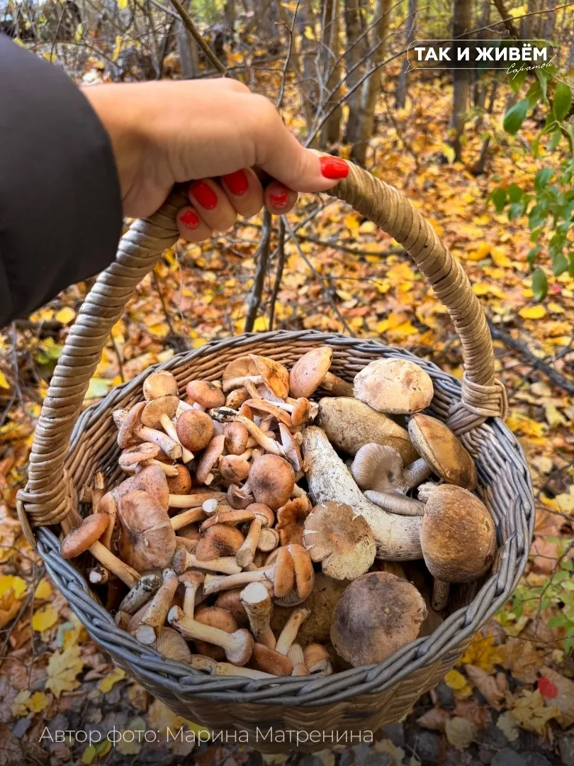 🍂Жители Саратовской области делятся грибными находками