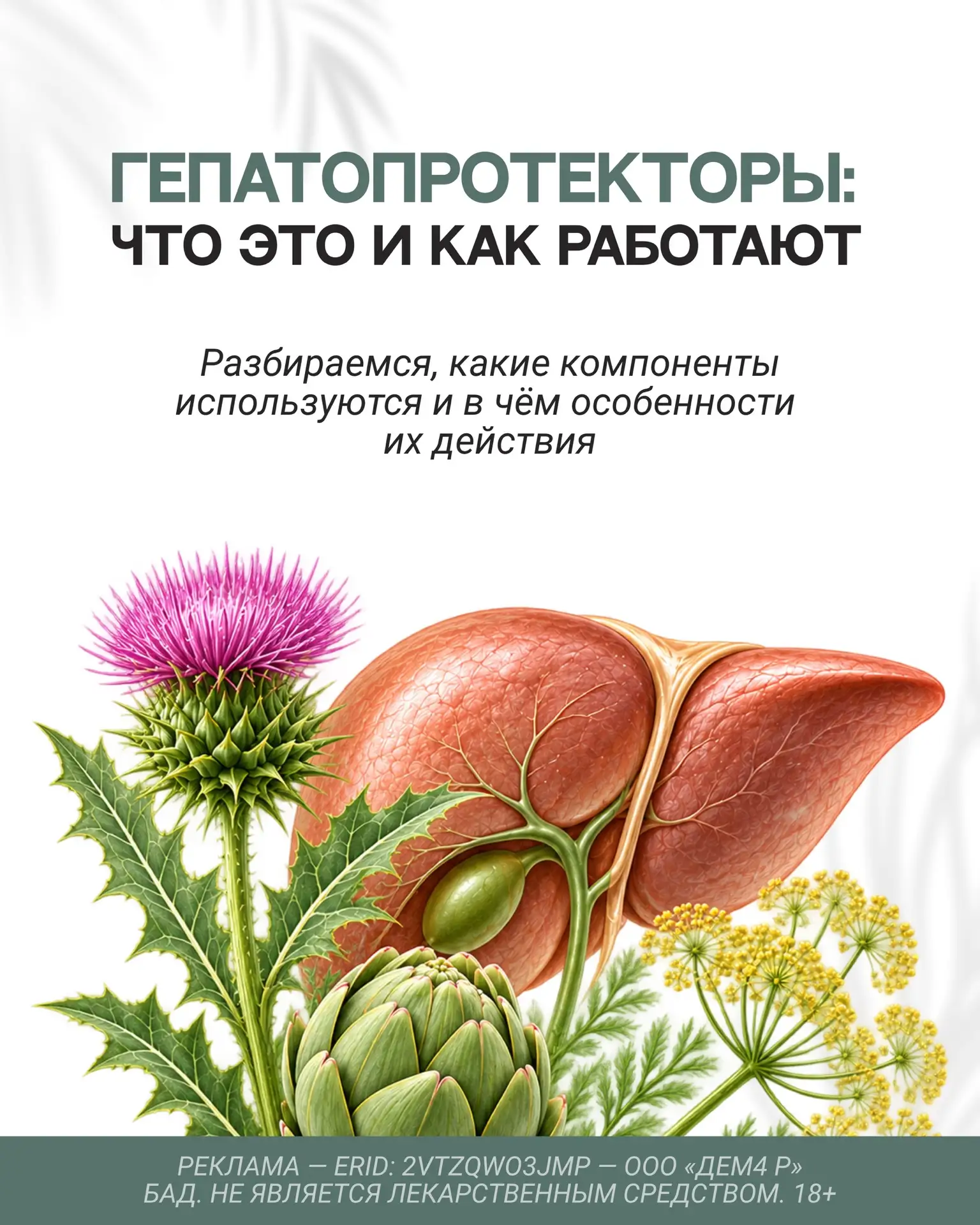 🌱 Гепатопротекторы: как растительные компоненты помогают поддерживать здоровье печени