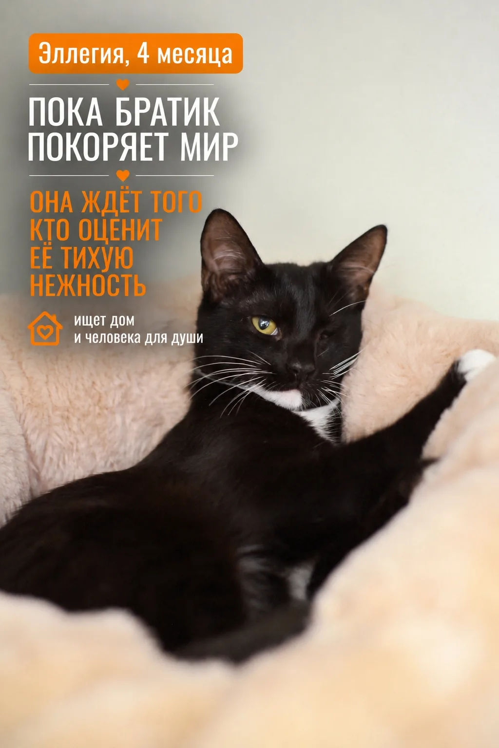 Пока её бойкий братик Сингапур осторожно покоряет приютские вершины, малышка Элегия пре...