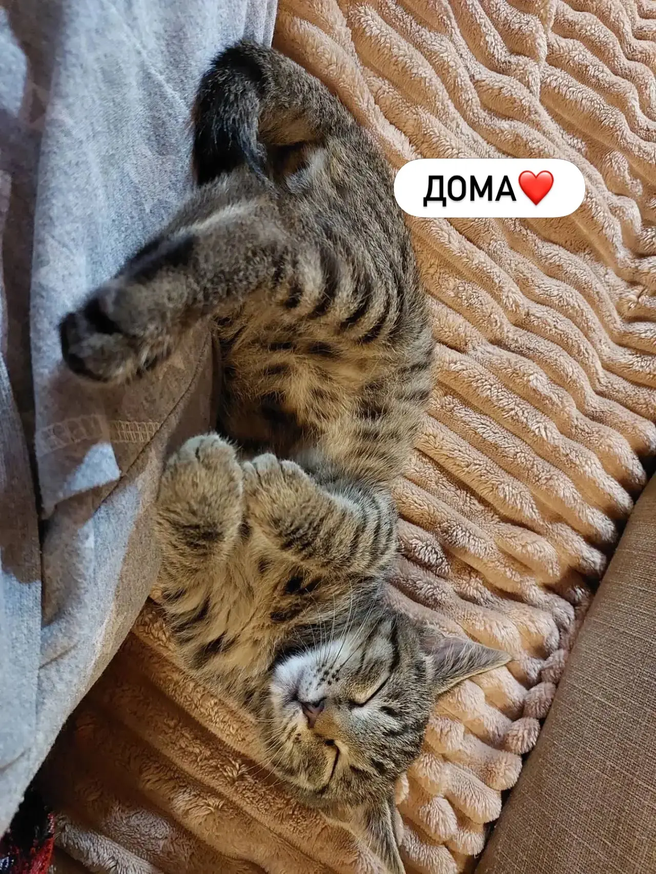Котик из #коробка_скотятами обрел свою семью❤️ Будь счастлив, мурлыка🙏🏼