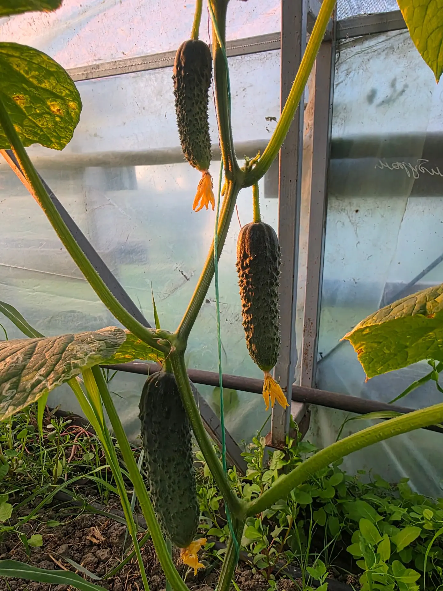 Первые плоды 🥒🥳