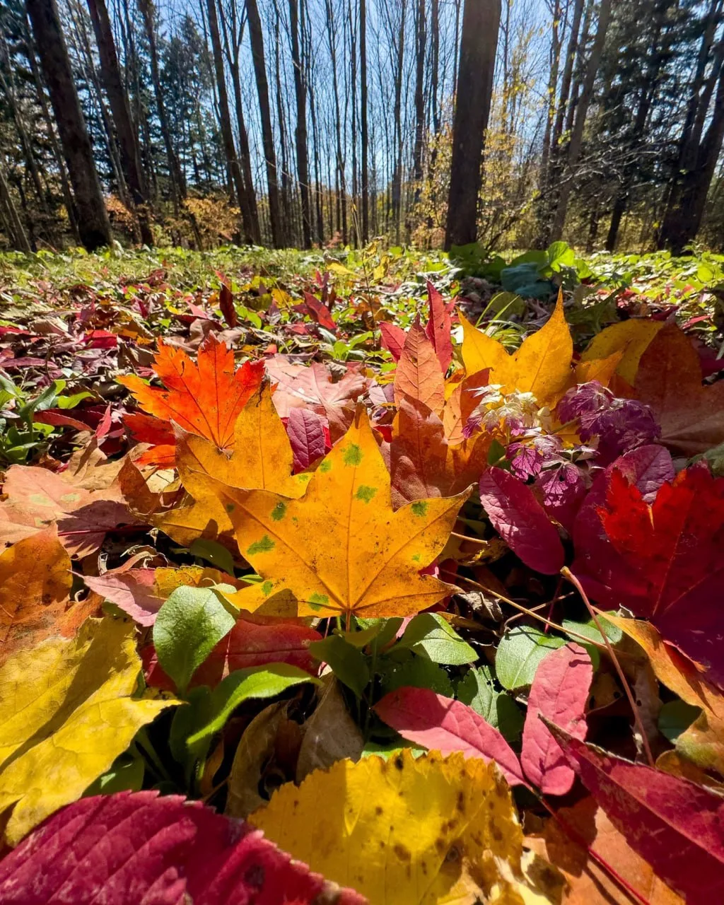 🍂Осень… В ней всегда есть что-то от вечности, простой и непонятной