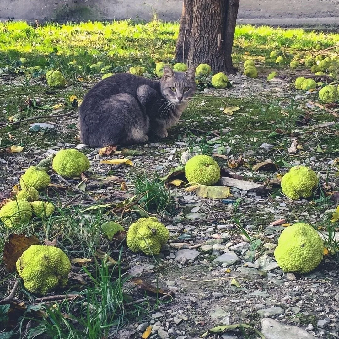 Кот в «зелёных апельсинах» 🍏