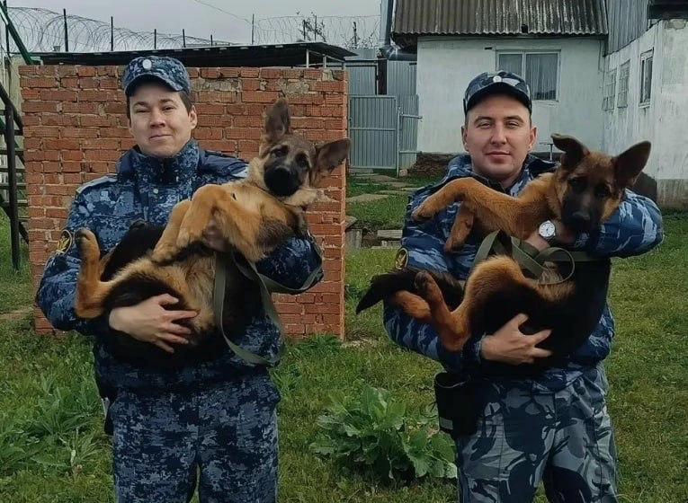 🐕 В Сарапуле на службу заступили два пушистых новичка — Туман и Сапсан!