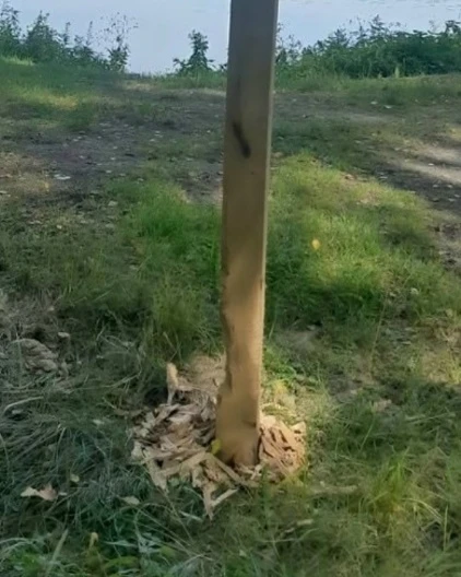 🤭 В Польше бобры сгрызли знак, предупреждавший об опасности бобров