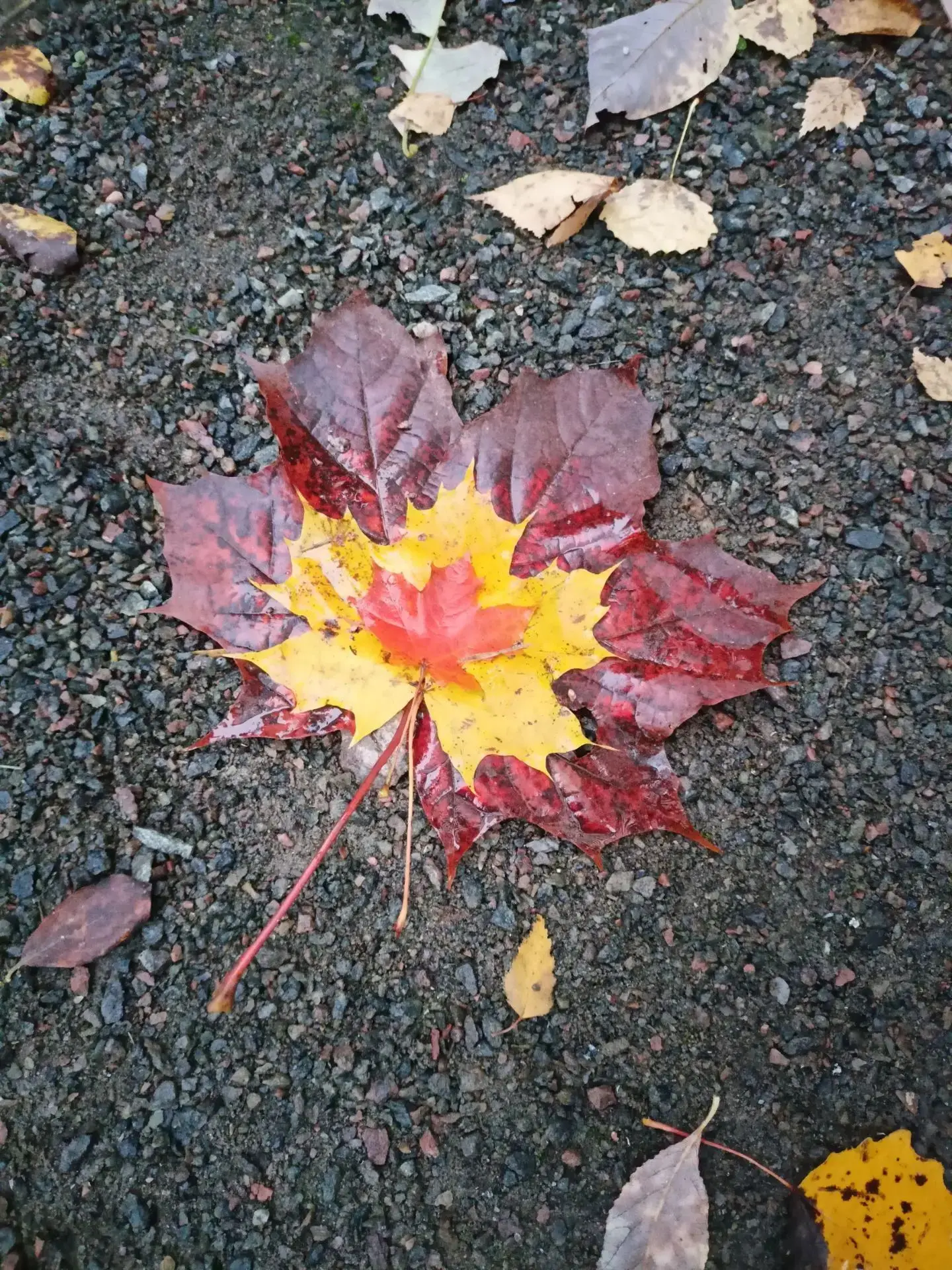Осенний вайб 🍂
