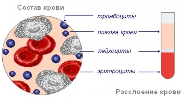 Значение клинического исследования крови животных при постановке диагноза.