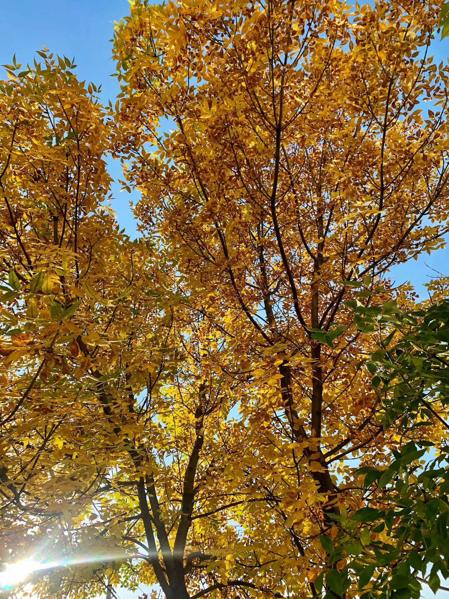 🍂 ☀️ Золотые краски уральской осени.