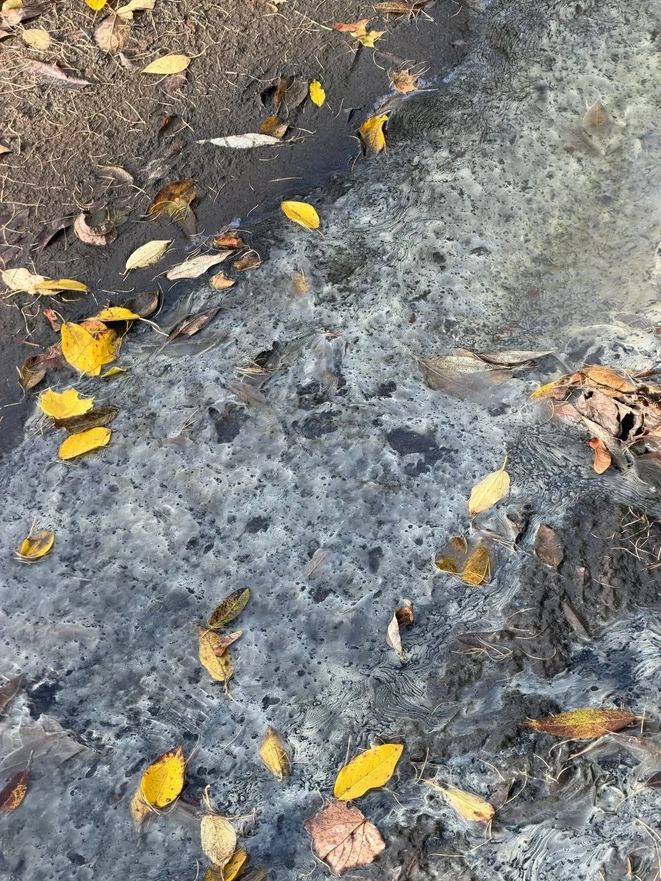 🚨 В деревне Шолохово экологическая катастрофа: в районе детской площадки речка Раздери...