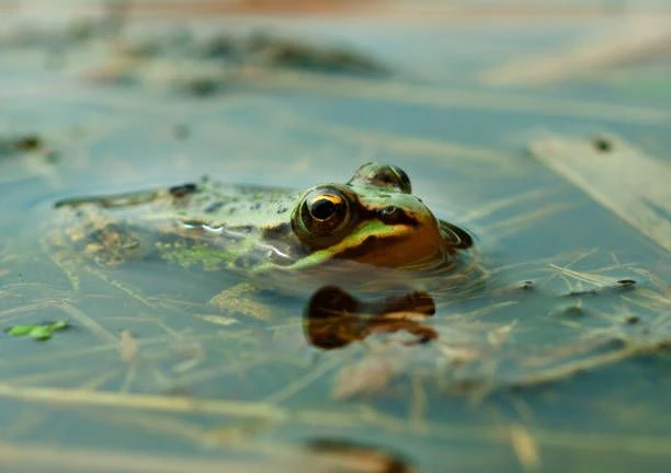 #лягушачьясреда 🐸