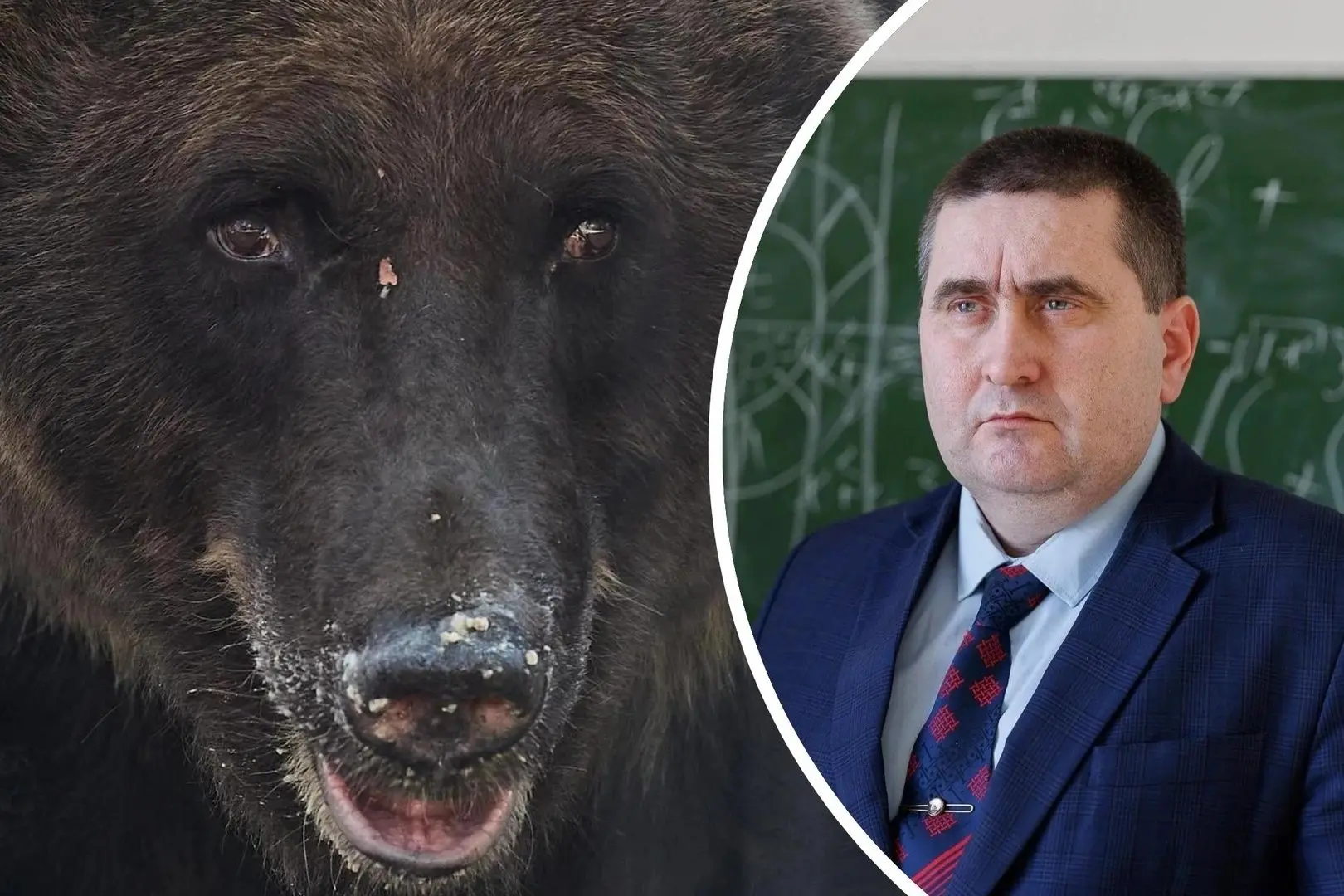 Медведи в новостях и Волгоград