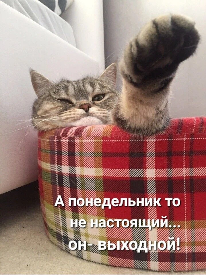 Сегодня никаких будильников, горящих дедлайнов и суеты. Только вы, мягкий плед, большая...