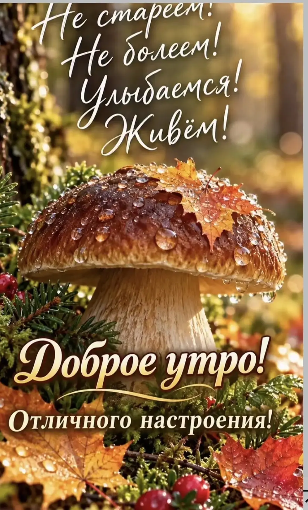 👉 ОТКРЫТКИ 💗 С добрым утром!