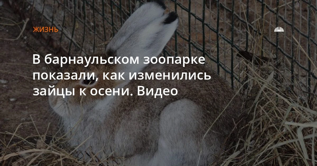 В зоопарке «Лесная сказка» зайцы-беляки меняют окрас к осени