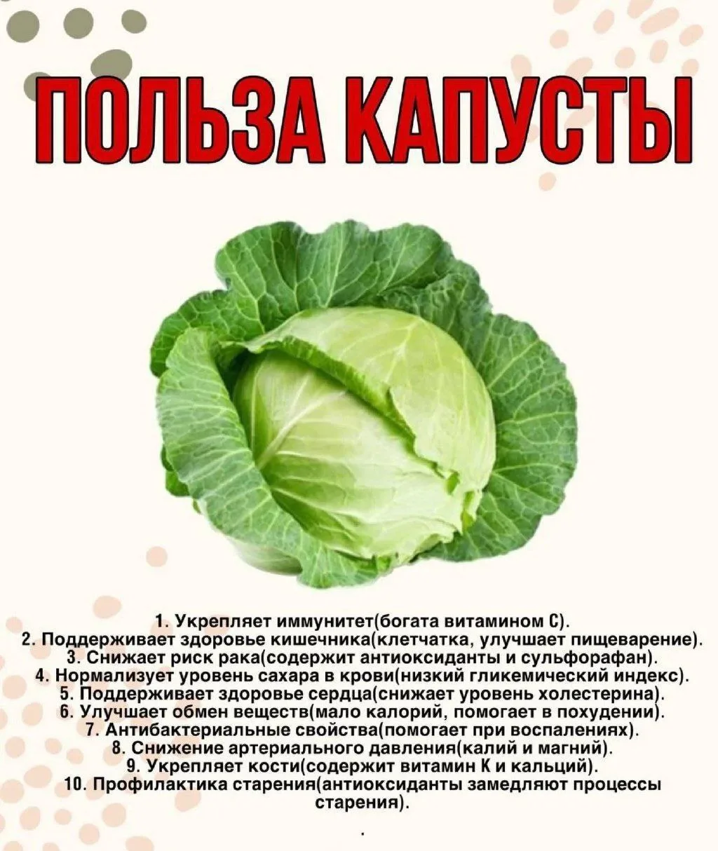 Вот чем полезна капуста для нашего организма! 🥬