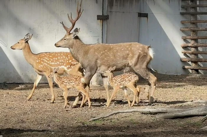 🦌В зоопарке Этнографического музея в Улан-Удэ родились два пятнистых оленёнка