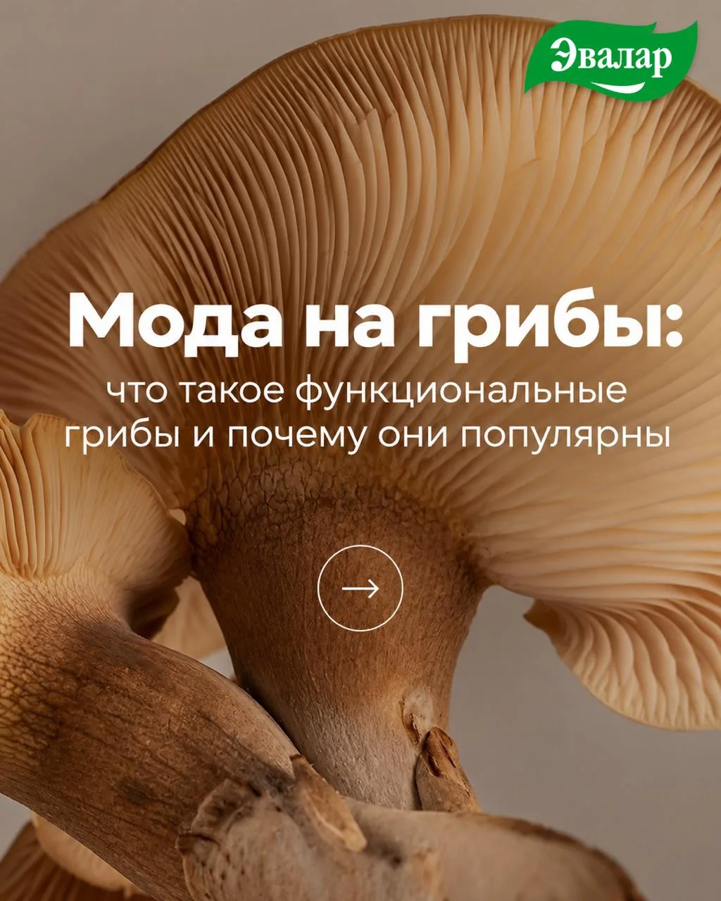 ФУНКЦИОНАЛЬНЫЕ ГРИБЫ: ОТ ДРЕВНИХ ТРАДИЦИЙ К СОВРЕМЕННОМУ WELLNESS 🍄
