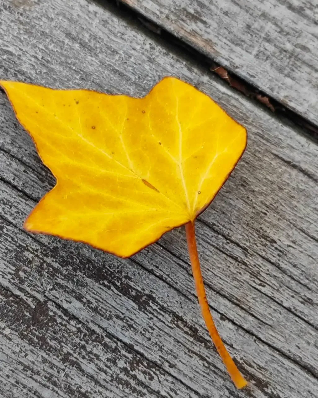 Гулять в Парке и замечать наступающую осень 🍁