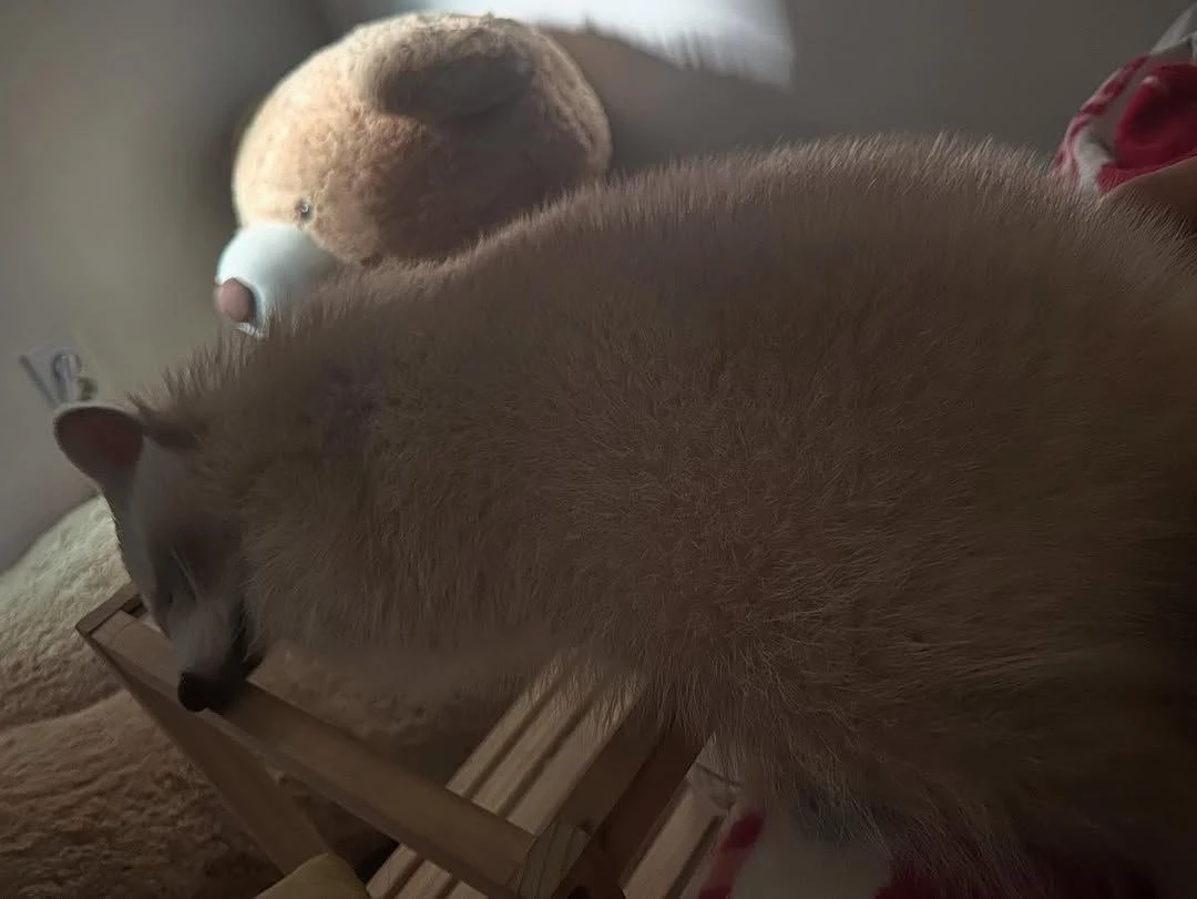 🌜Доброй ночи, дорогие подписчики! Доброй ночи, Запорожье!😴