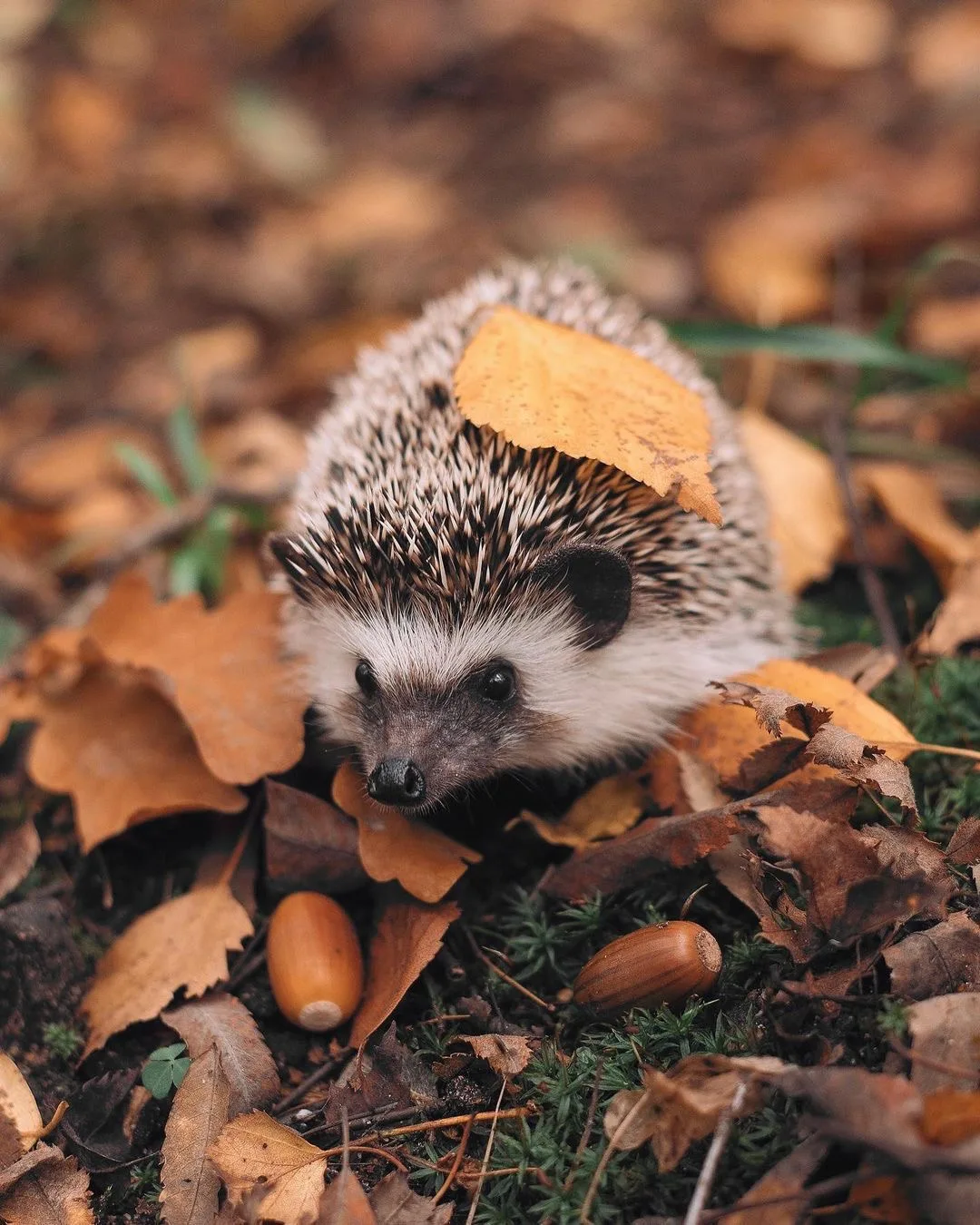 Хорошего вечера ежики 🍁🍂🧡