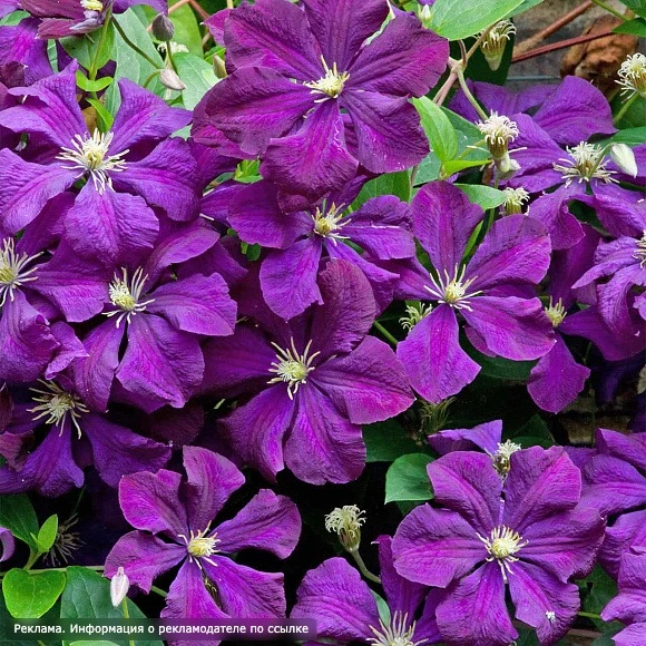 Новые сорта клематисов 🌸