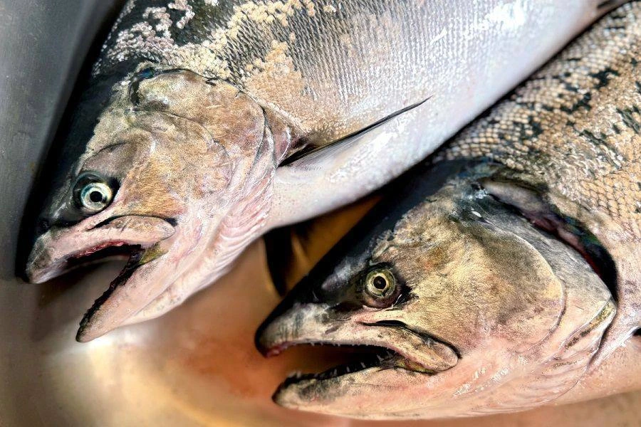 🐟 Красная рыба исчезает? Лососевая путина — 2026 стала одной из самых неудачных за пос...