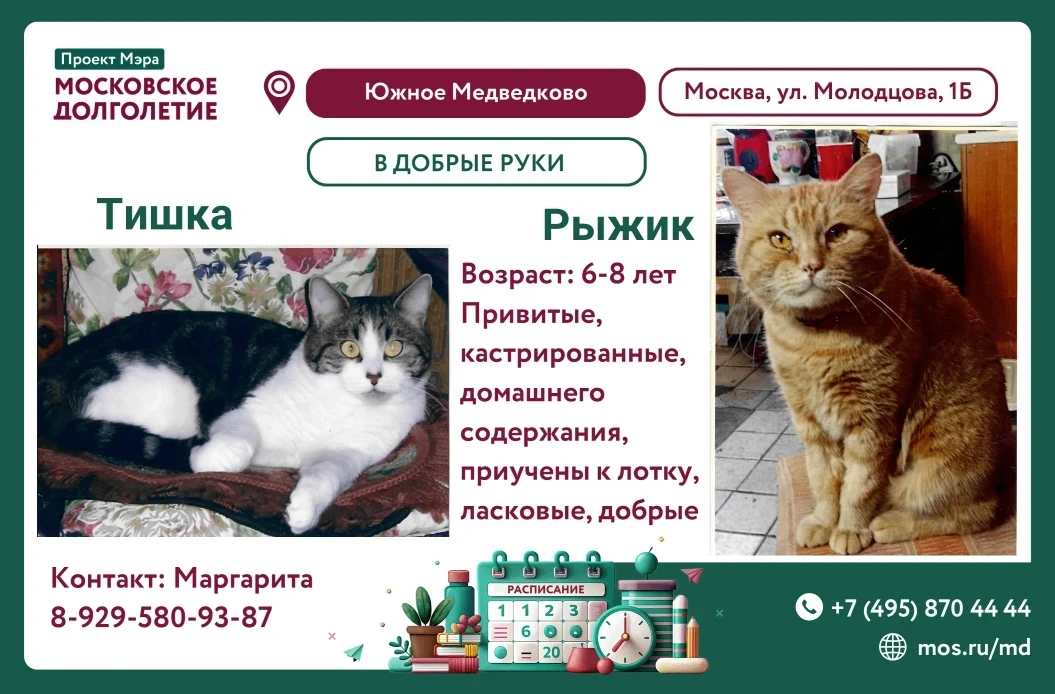 🐾 Ищем заботливых хозяев для двух замечательных котиков! 🐾