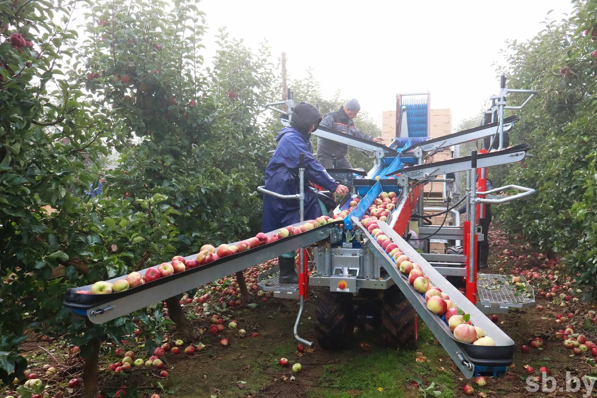 🍏🍎Ни одно яблоко не пропадет: в садах Могилевского района собирают витаминный урожай