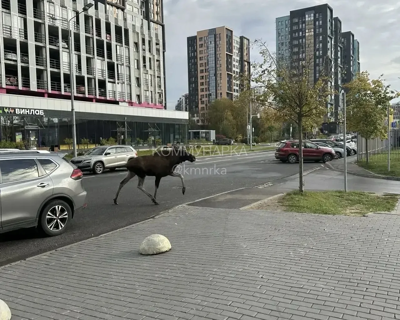 Лось. Скандинавия. Все вроде логично..🙄