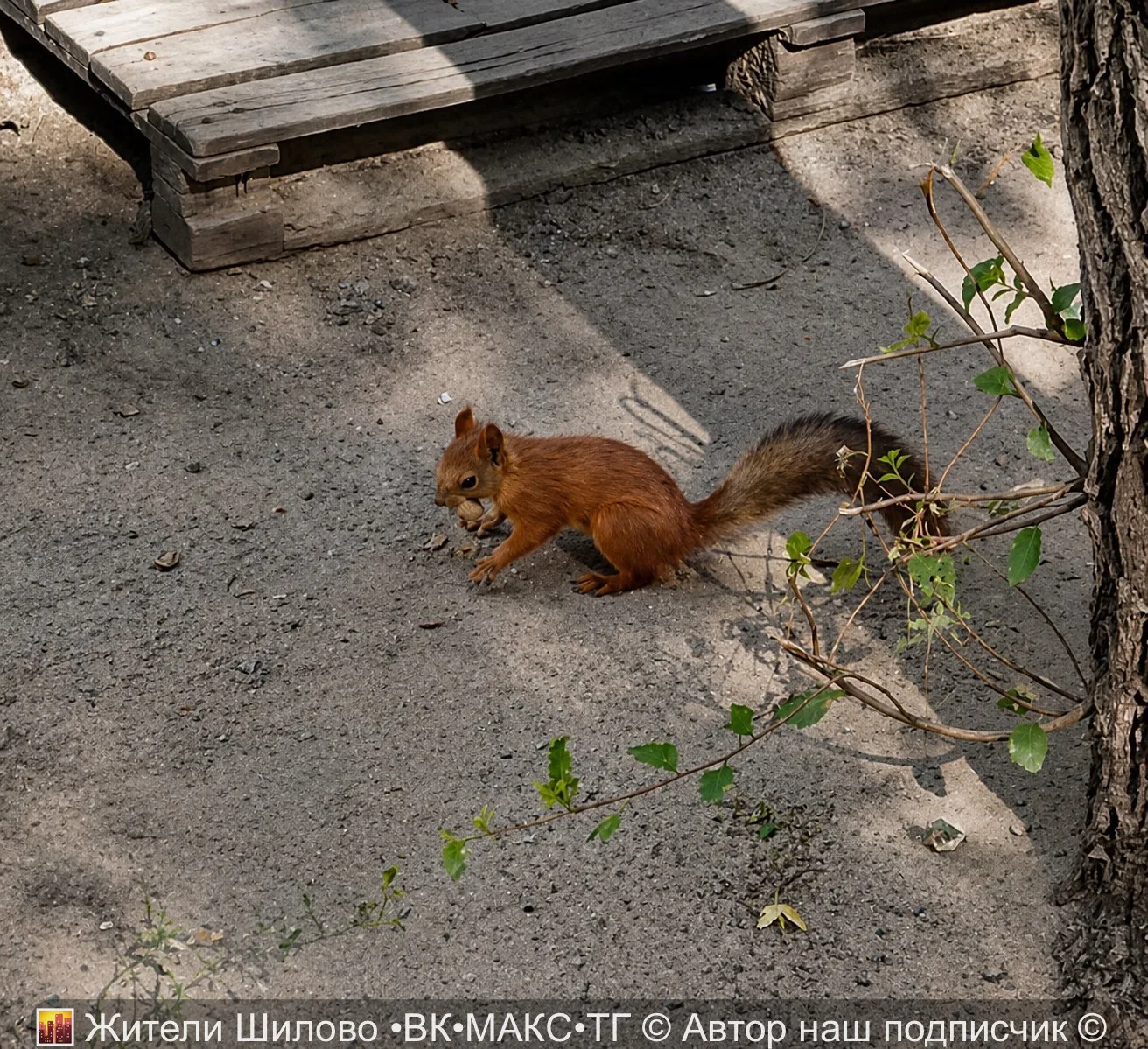 🐿️ Белочки свободно гуляют по Шилово 😻
