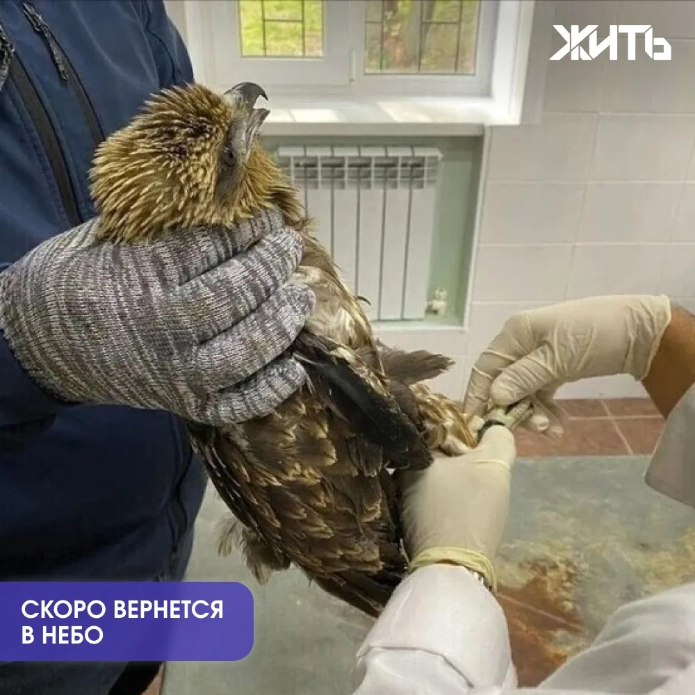 Саратовские ветеринары спасают коршуна, найденного на трассе