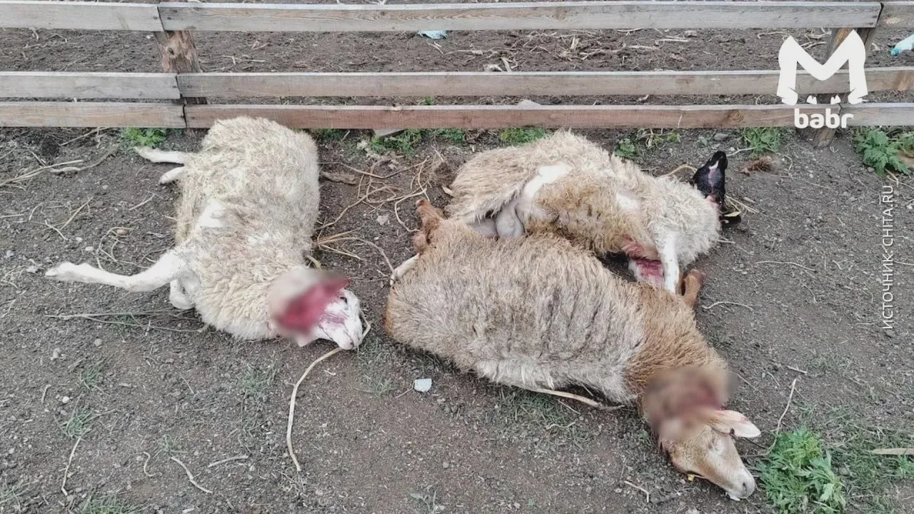 В Колочном-1 погибли пять овец