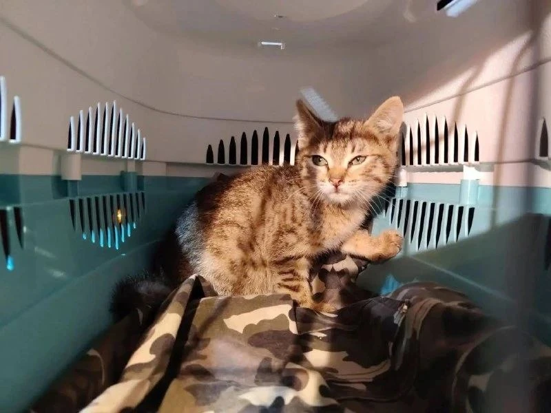 🐈 Спасатели сняли котёнка с дерева на Бескудниковском бульваре