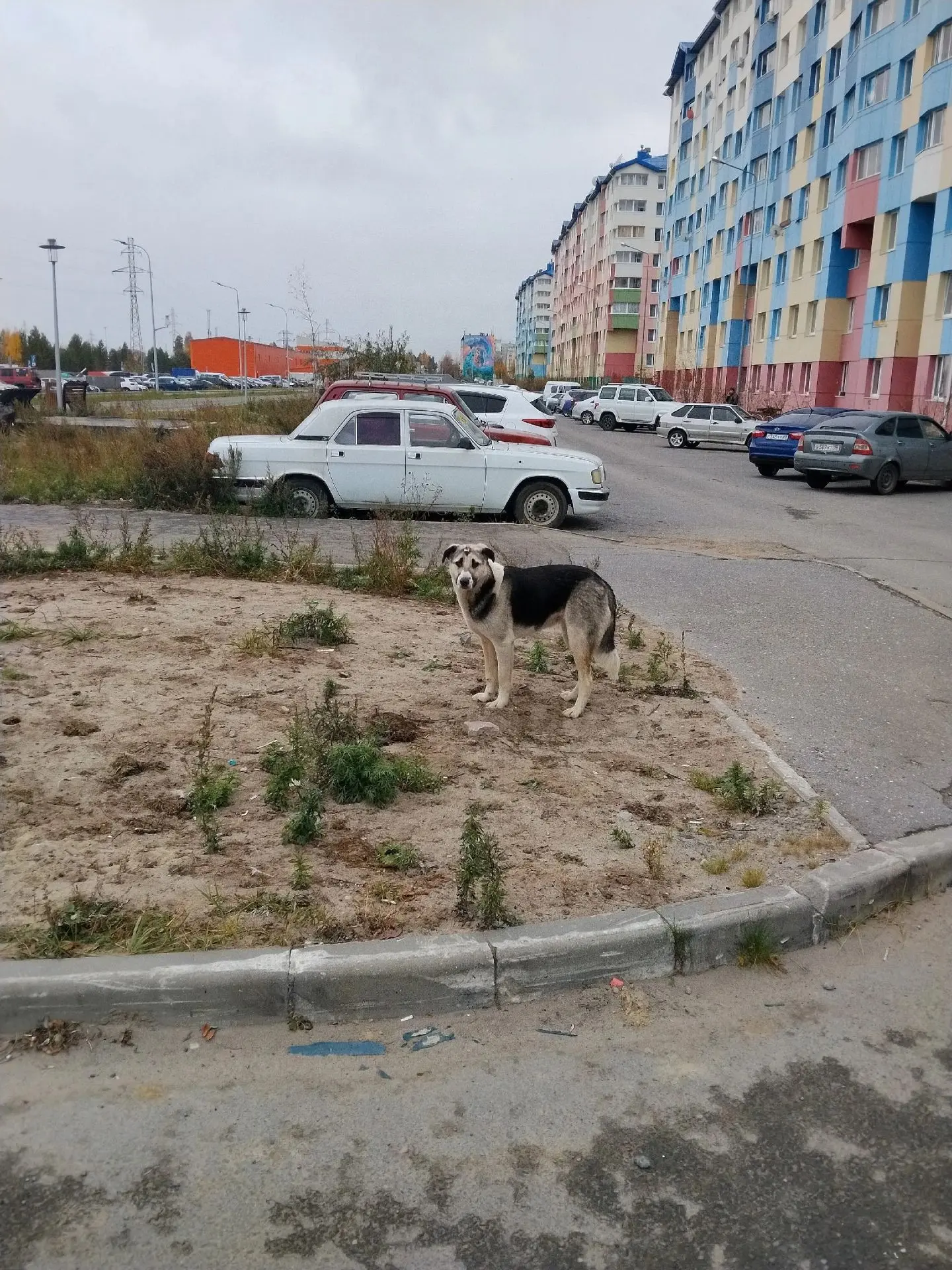 Такая собака красавица гуляет возле 125 дома по Магистральной. Жалко, зимой может замер...