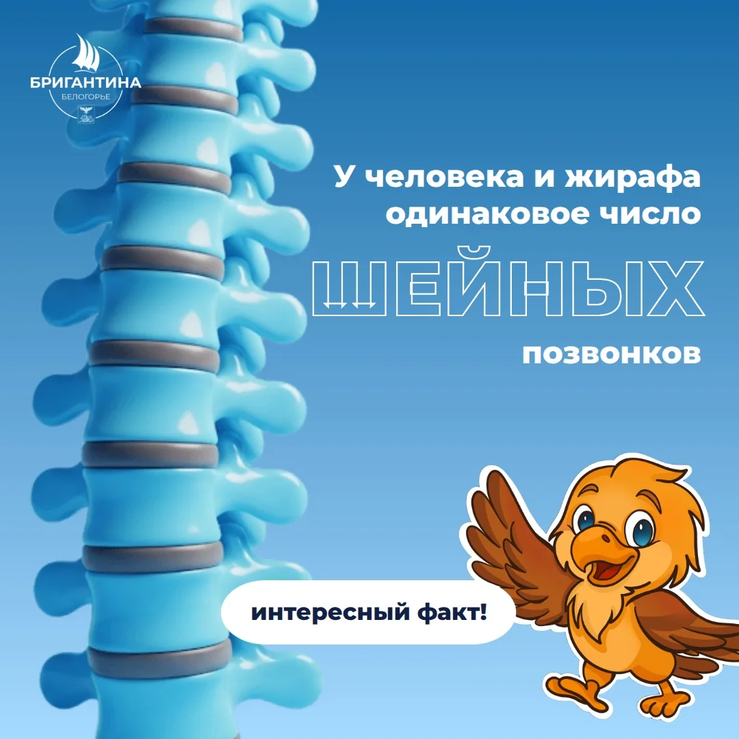 🦒 У человека и у жирафа одинаковое количество шейных позвонков!