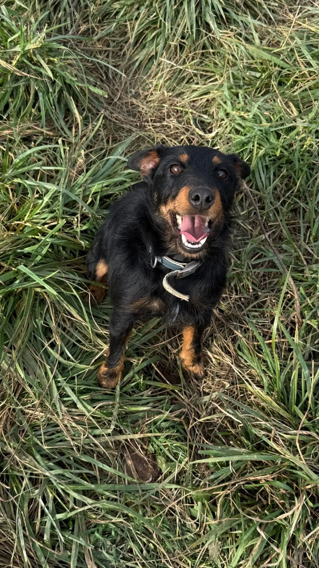 🐕 Сирена. Маленькая, но с характером