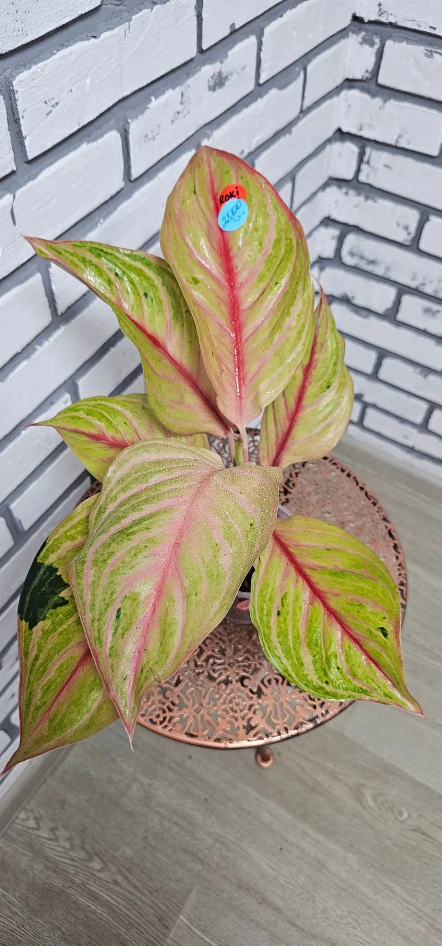 Roki