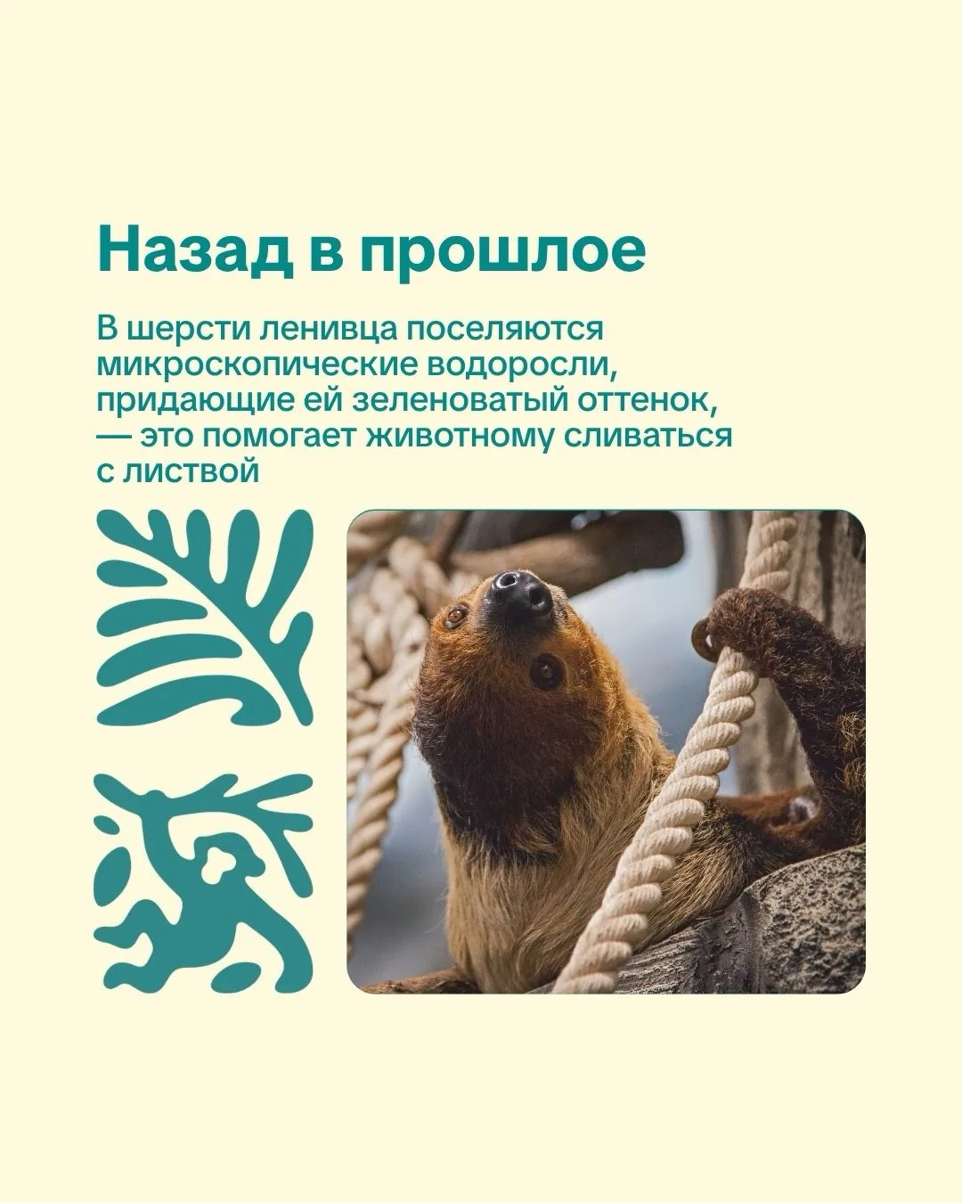 Новосибирский зоопарк. День в истории.