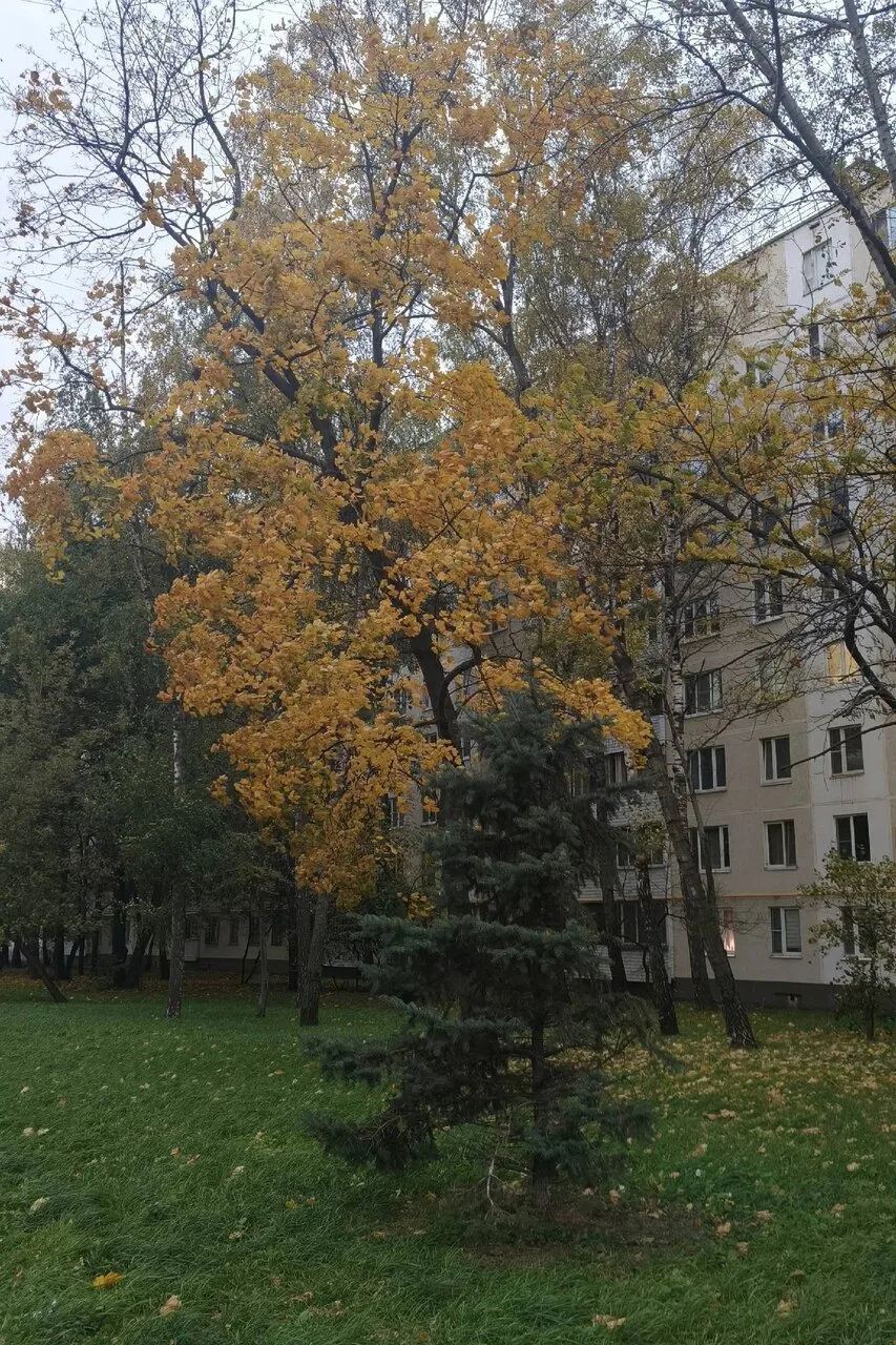 💧В такую пасмурную погоду только золотая осень делает Алтуфан чуточку ярче!
