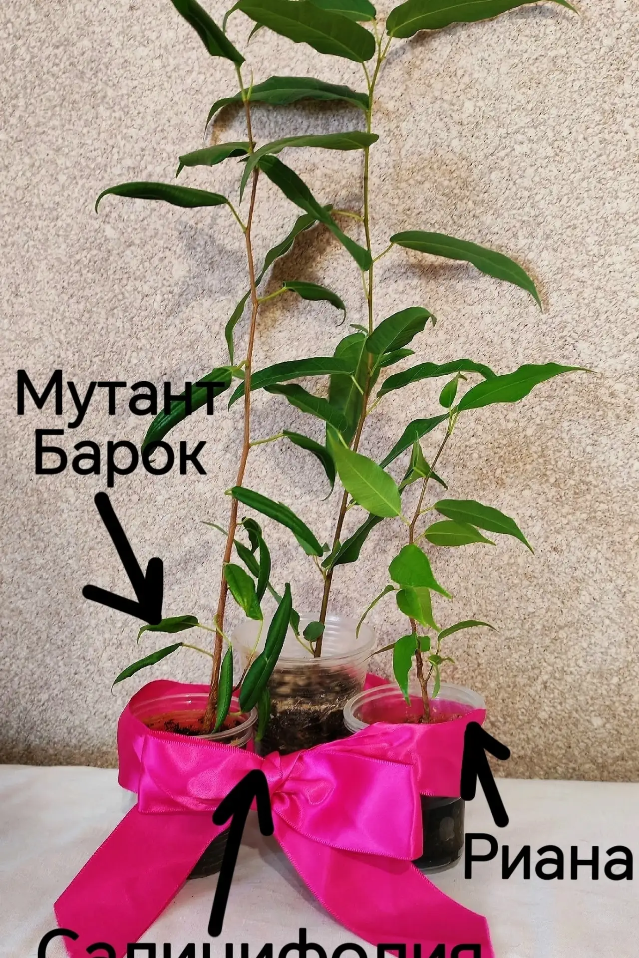 Отдам за шоколад три Фикуса.