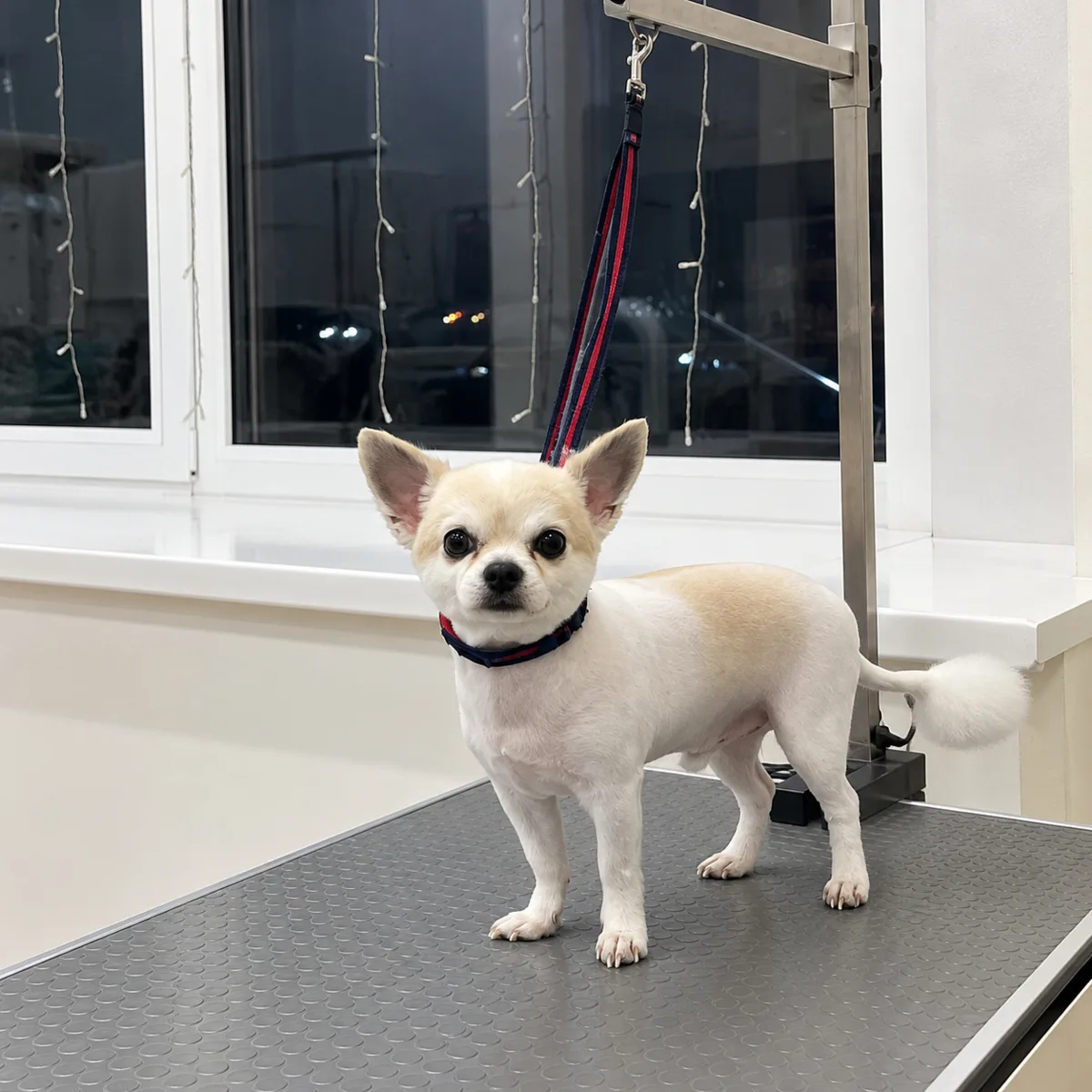 Стрижка у стажёра — 1490 ₽ 🐶